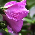 Blüte nach dem Regen