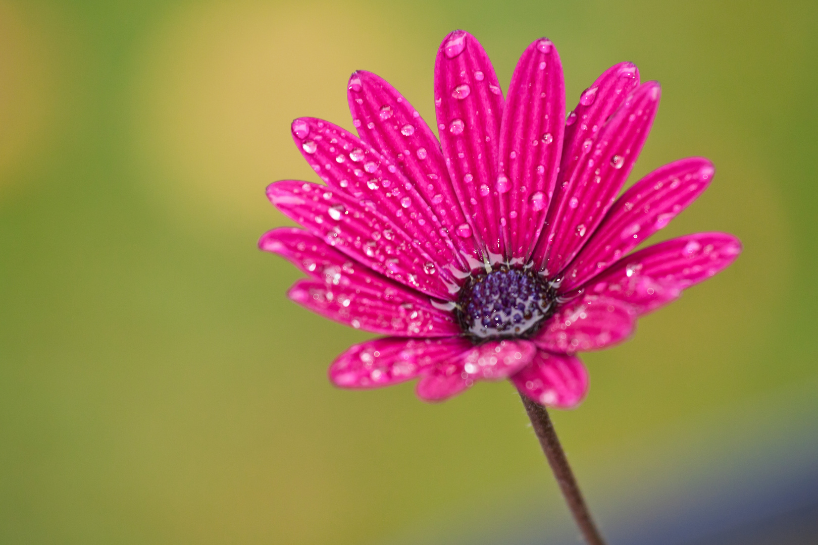 Blüte nach dem Regenschauer