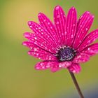 Blüte nach dem Regenschauer