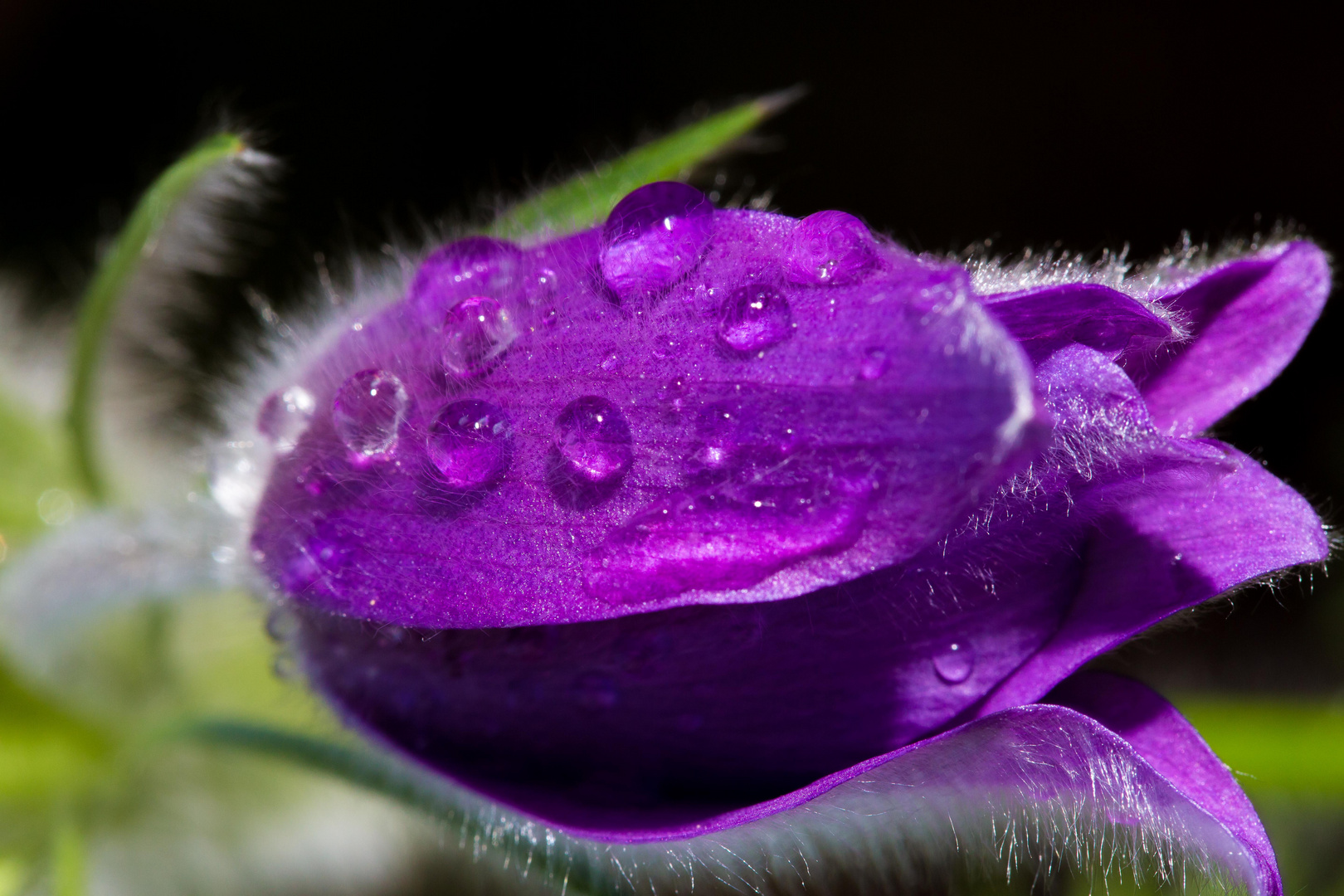 Blüte nach Regen