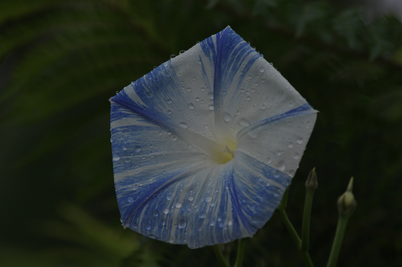 Blüte nach Regen