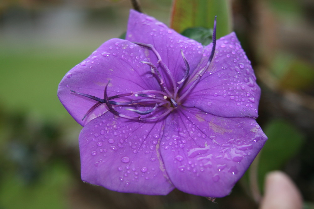 blüte nach regen