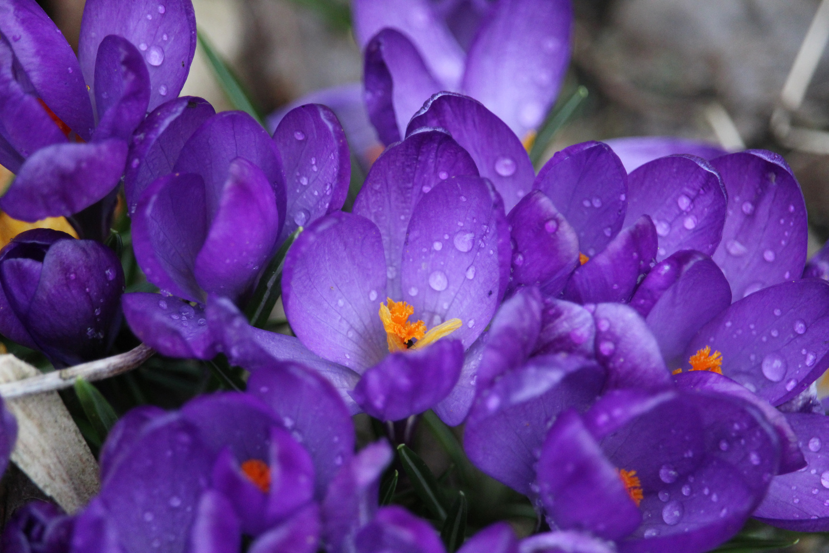 Blüte nach Regenschauer