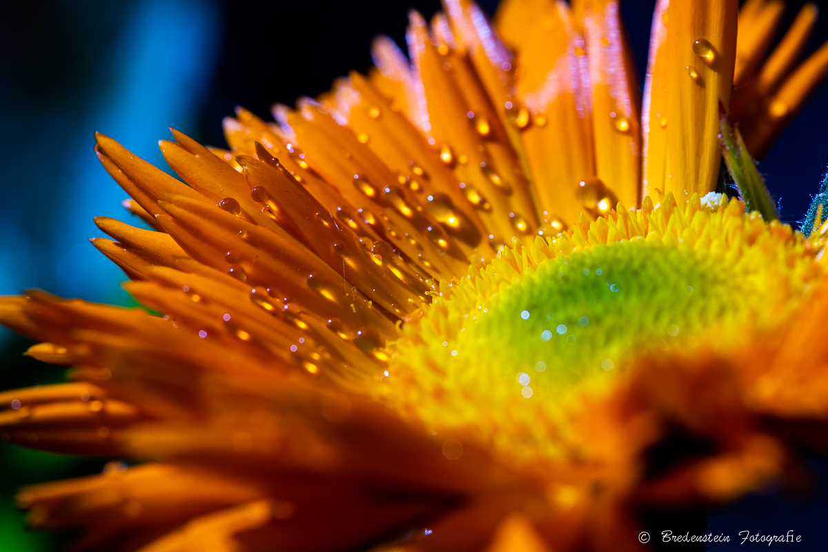 Blüte nach Regenschauer