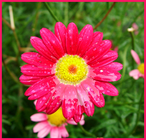 Blüte nach Sommerregen von Andreas Hoorne Hein