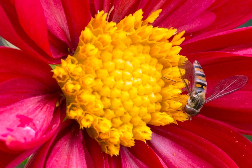 Blüte-nah mit Insekt-Wilhelma 6