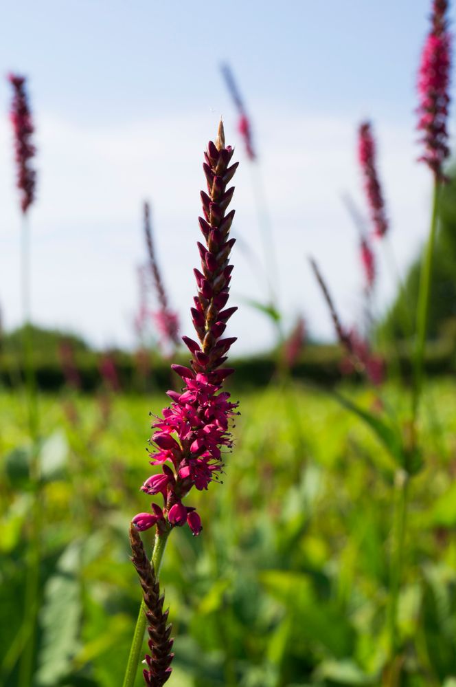 Blüte Nahaufnahme