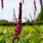 Blüte Nahaufnahme