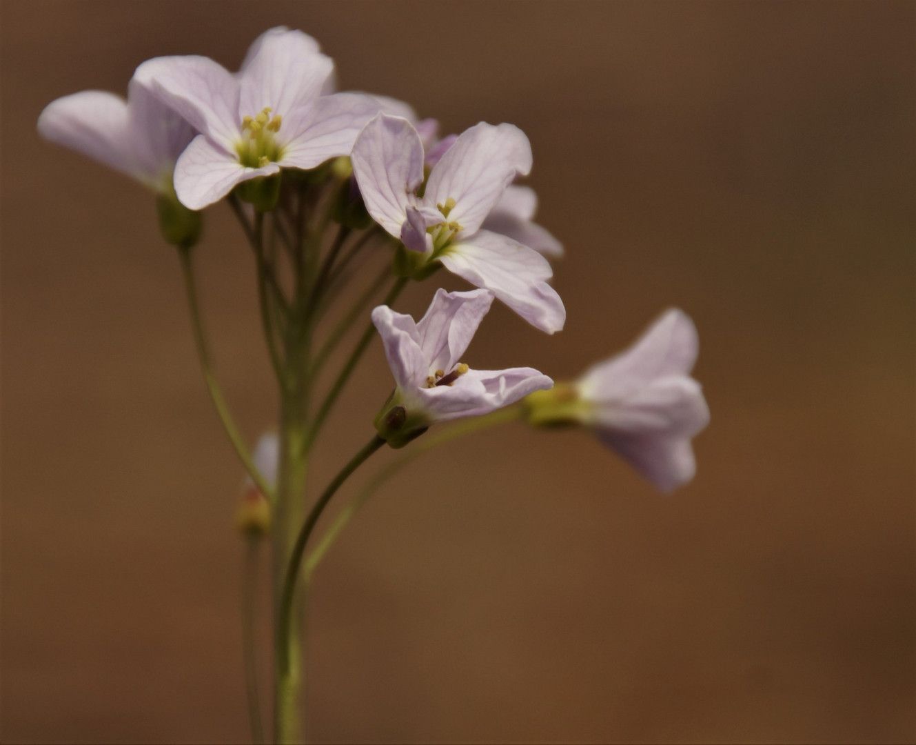 Blüte ... Ne in bin echt