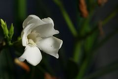 Blüte (neues Blümchen-Makro)