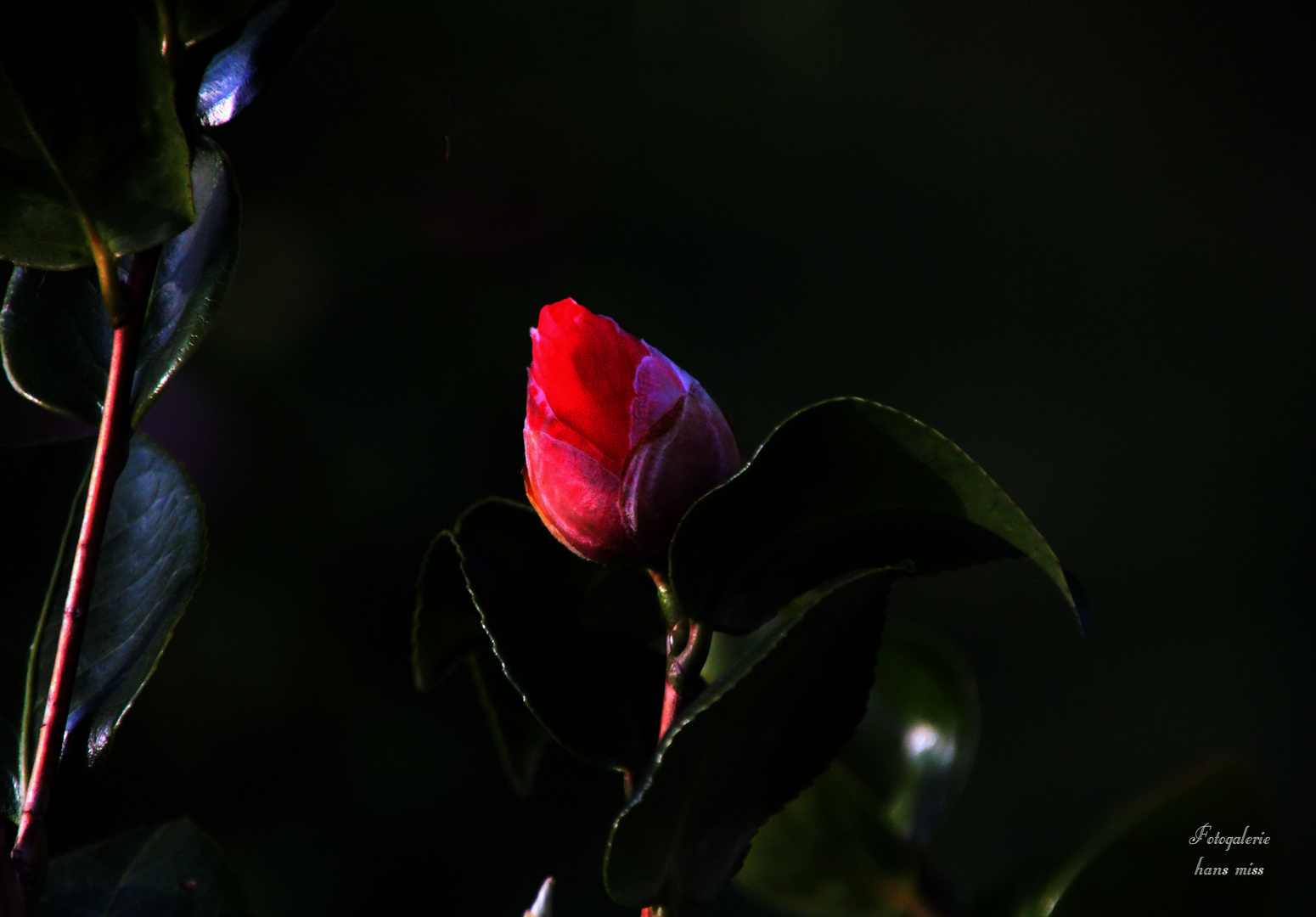 Blüte noch fest geschlossen