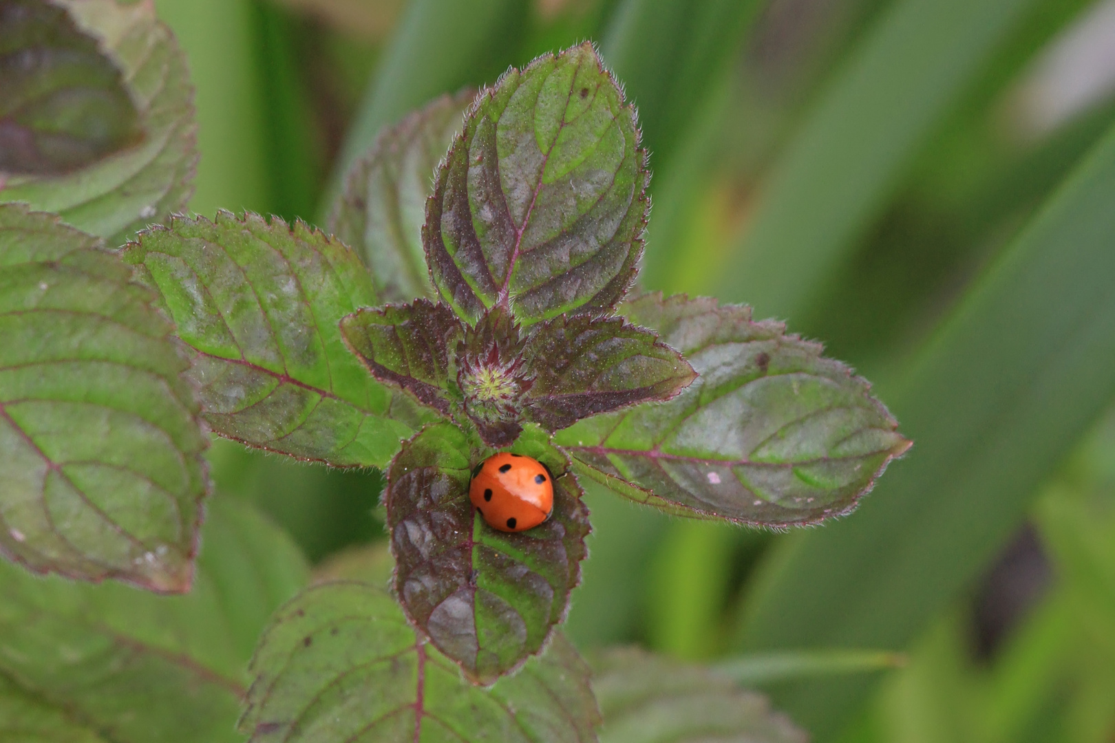 Blüte noch zu - Besucher schon da