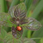 Blüte noch zu - Besucher schon da