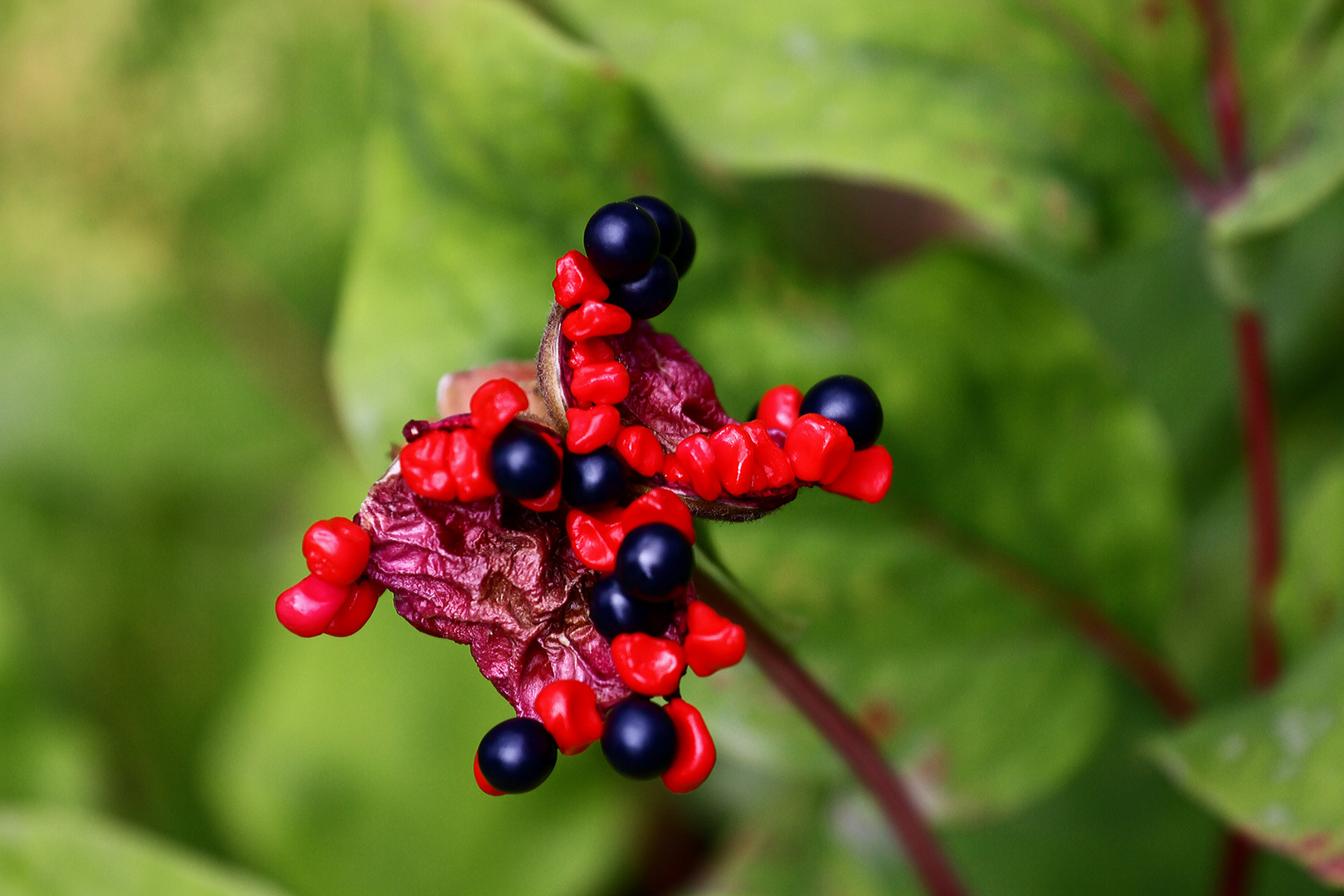 Blüte oder Frucht...?