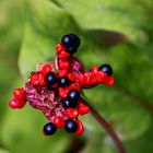 Blüte oder Frucht...?