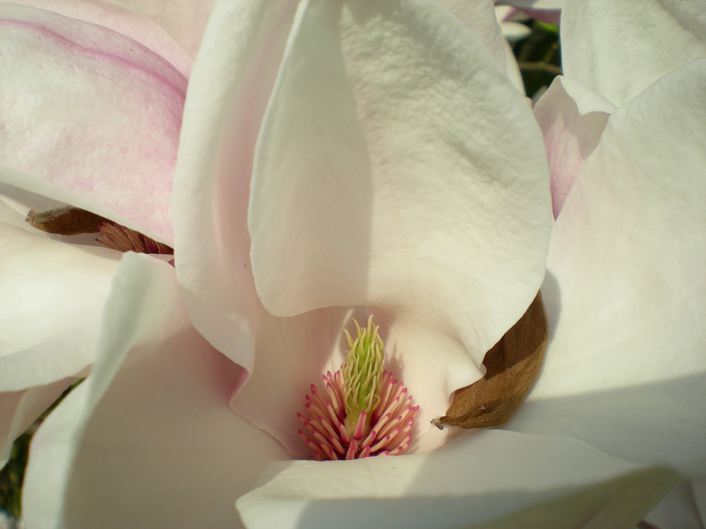 blüte öffne dich