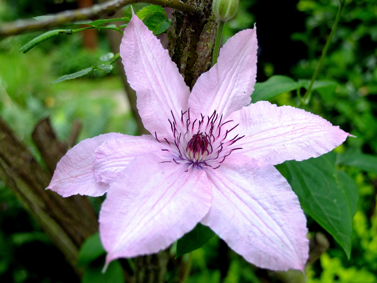 Blüte offen