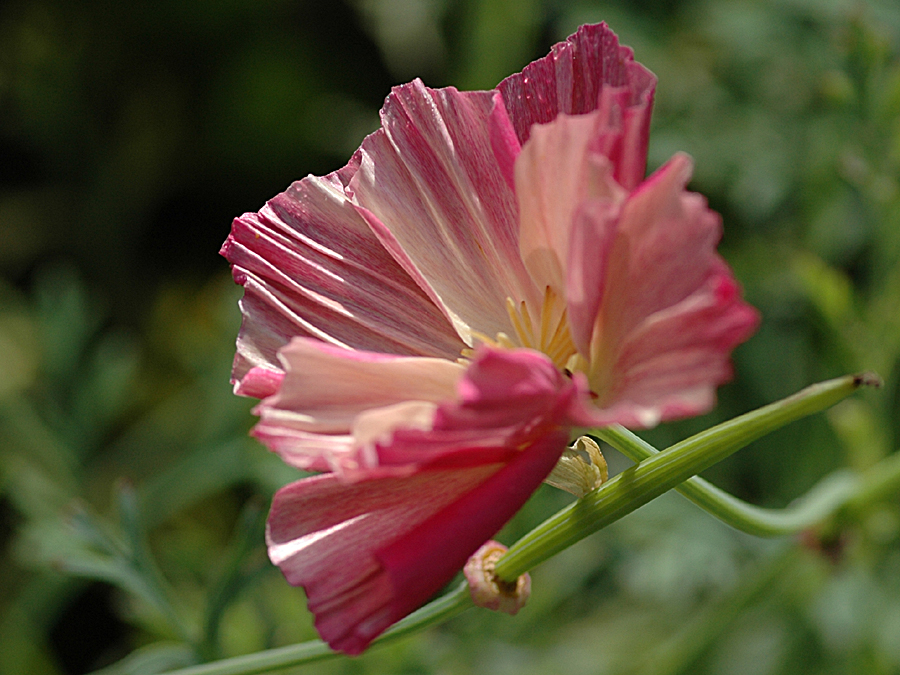 Blüte ohne Name