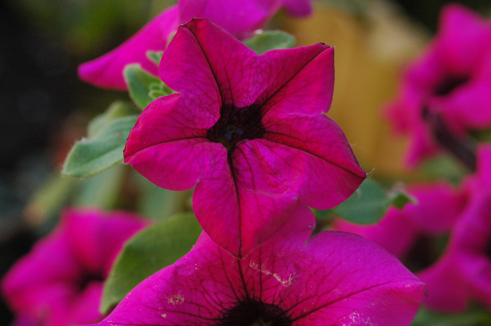 Blüte ohne Namen