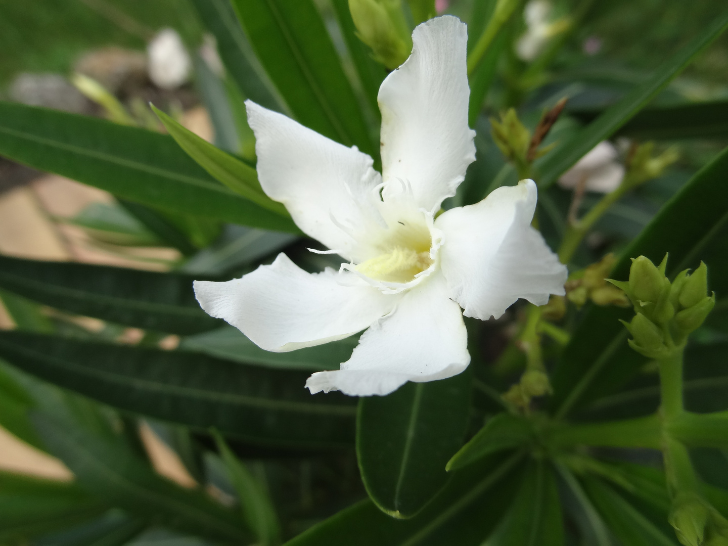 Blüte Oleander weiß