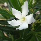 Blüte Oleander weiß