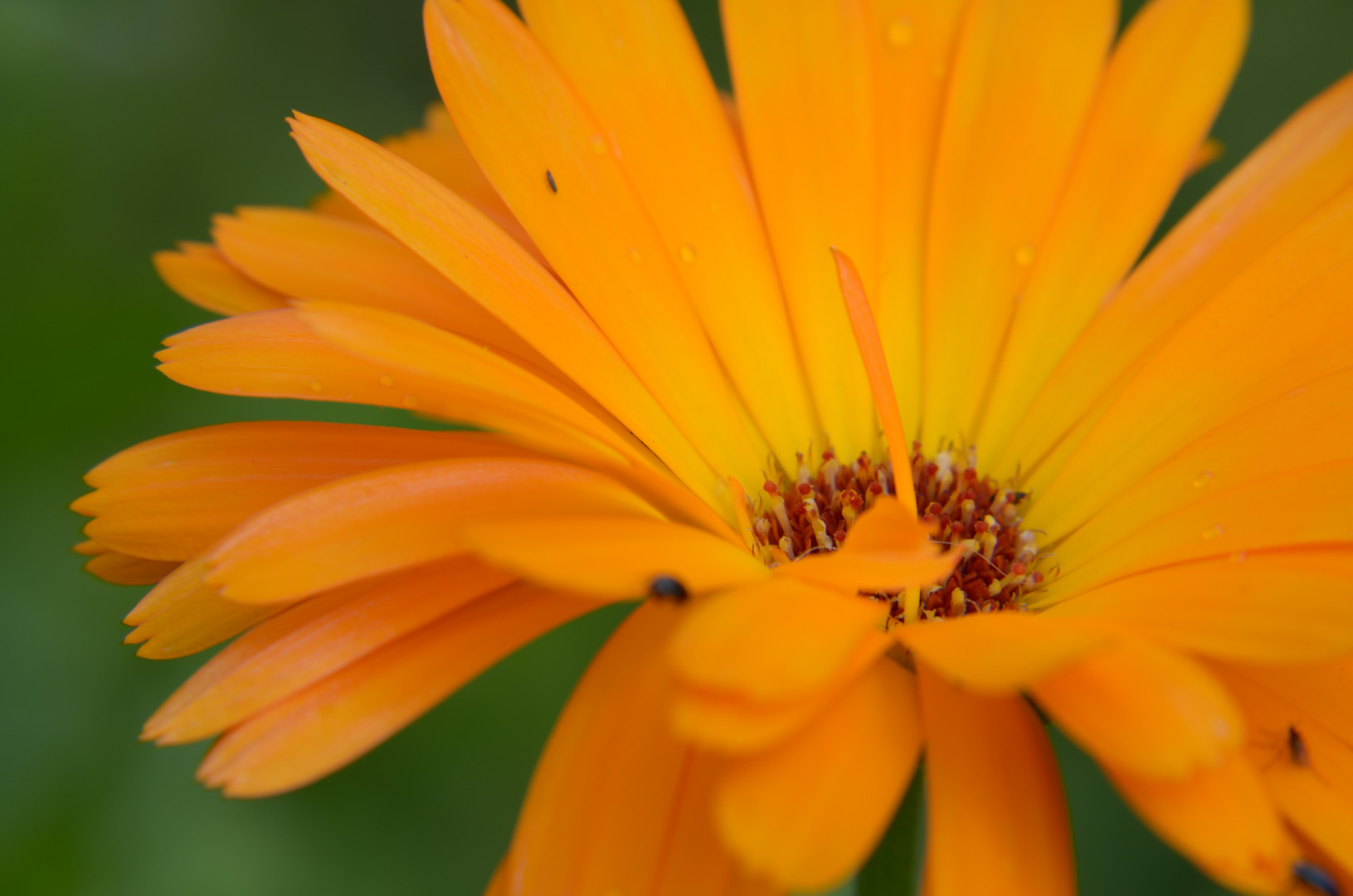 Blüte "orange"