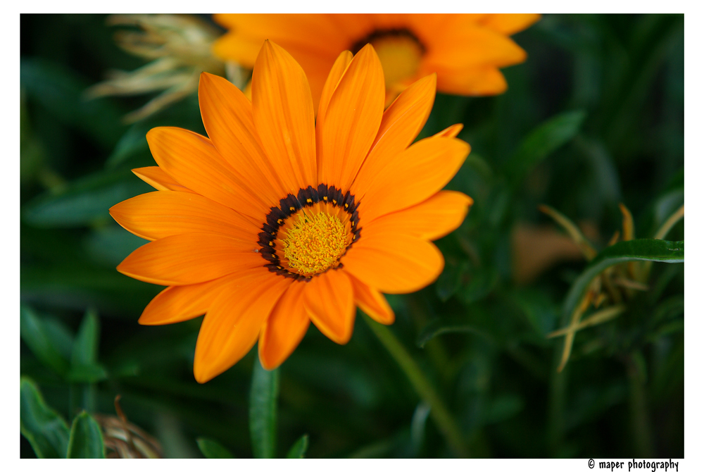 Blüte Orange