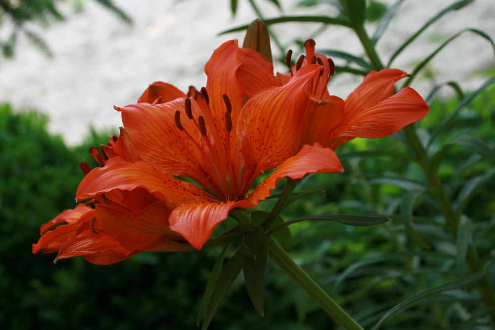 Blüte orange...