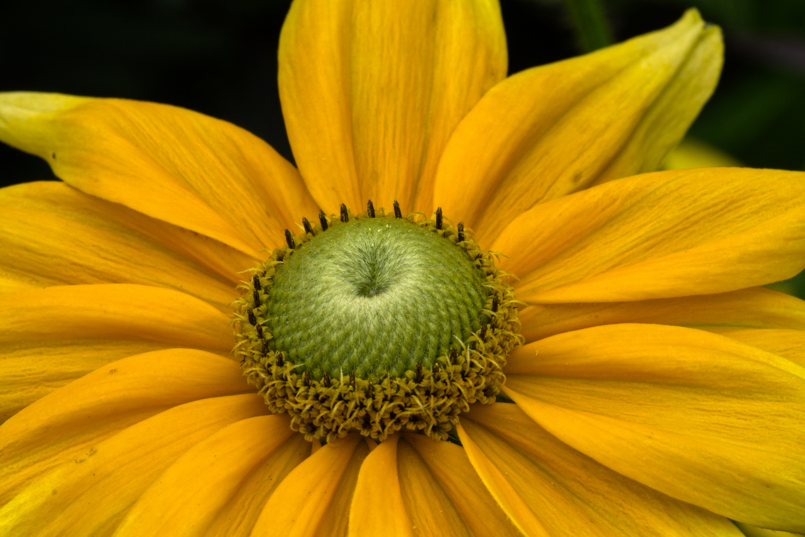 Blüte Orange Makro