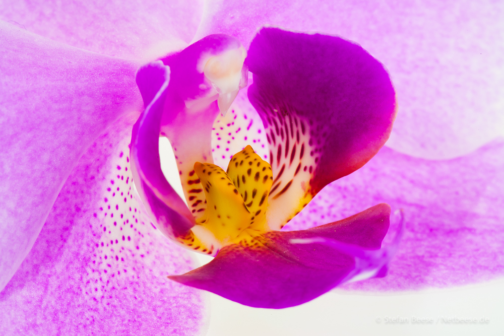 Blüte Orchidee