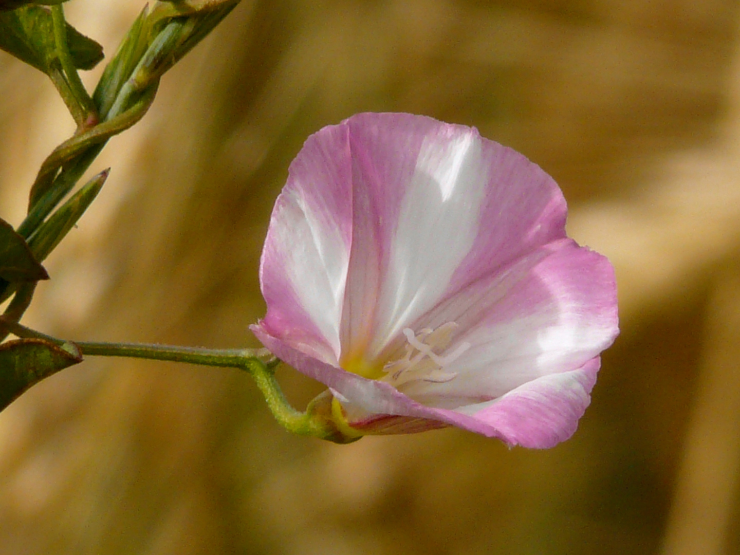 Blüte P1250427