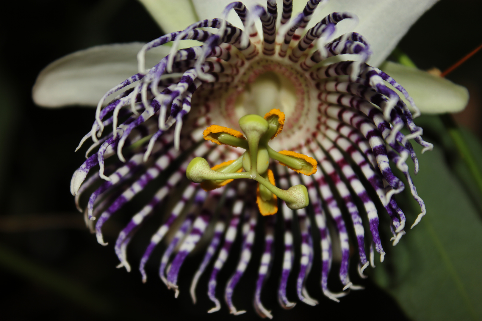 Blüte, Passiflora actinia