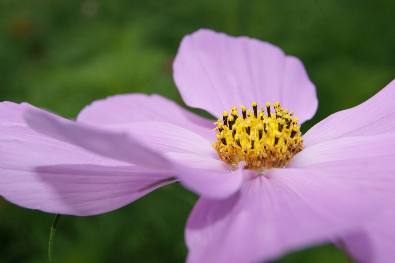 Blüte Pastell