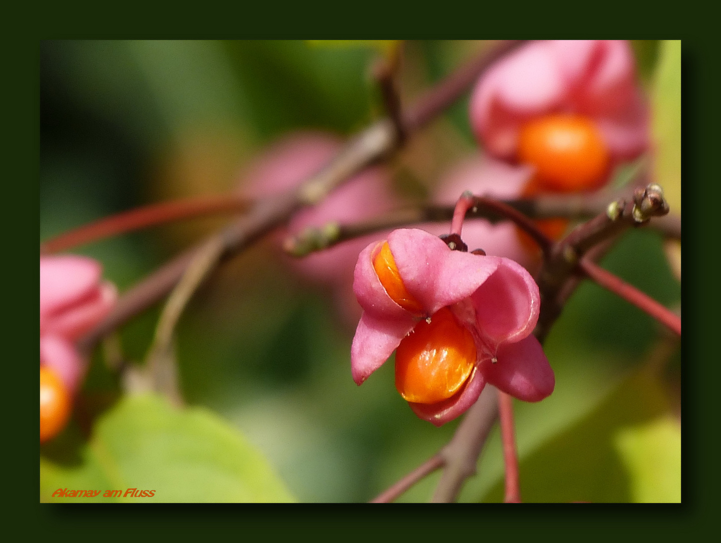 Blüte Pfaffenhütchen