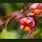 Blüte Pfaffenhütchen