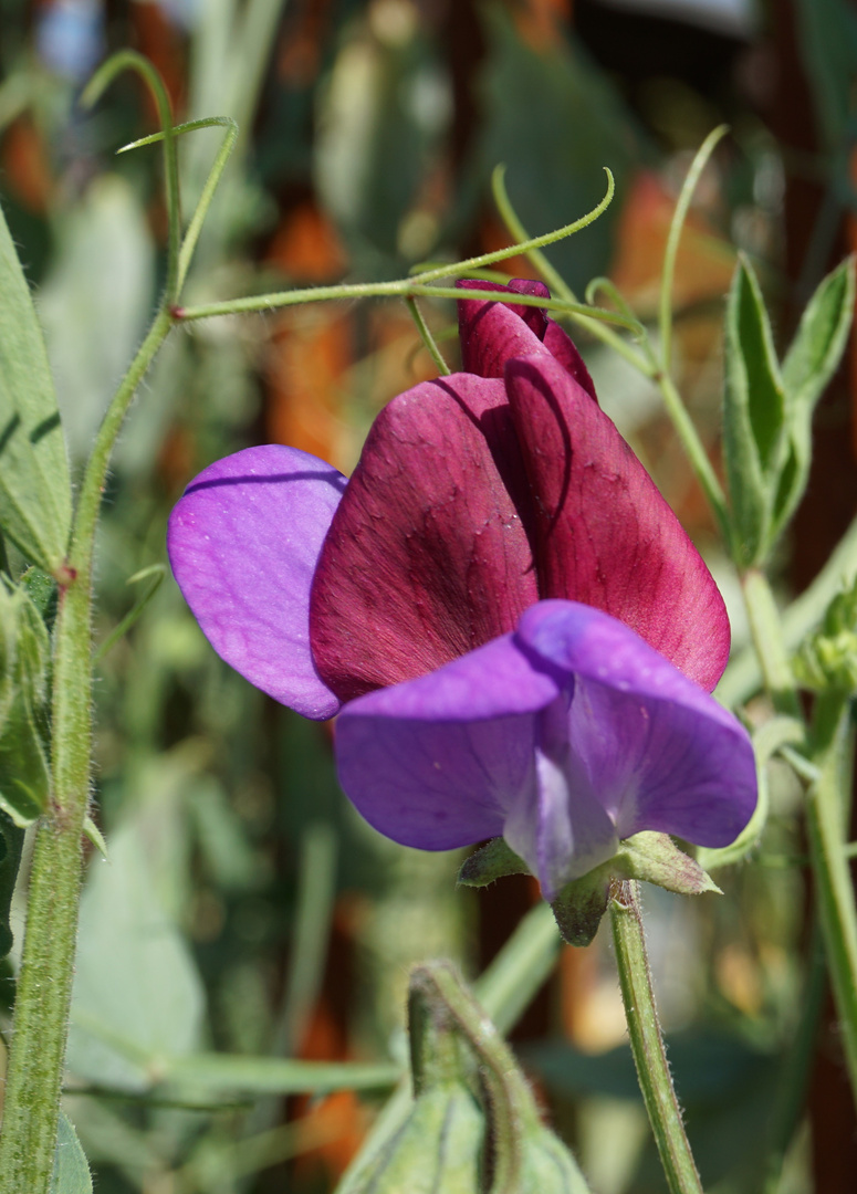 Blüte Platterbse, geschnitten