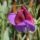 Blüte Platterbse, geschnitten