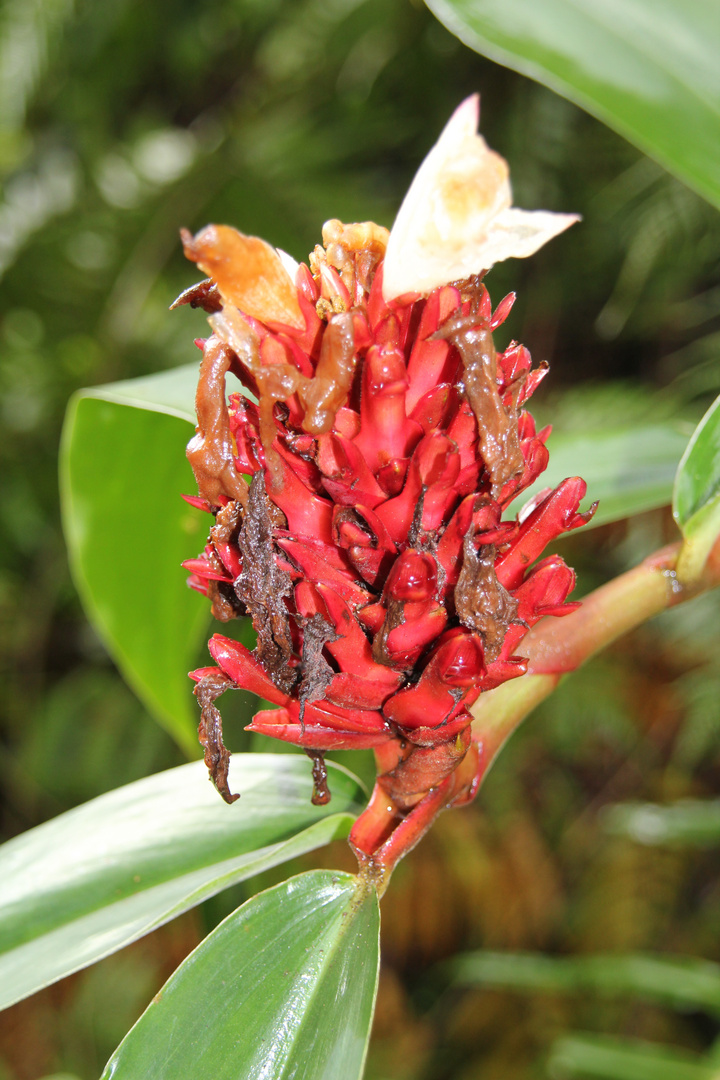 Blüte Regenwald