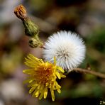 Blüte - Reife - wenn die Zeit vergeht...