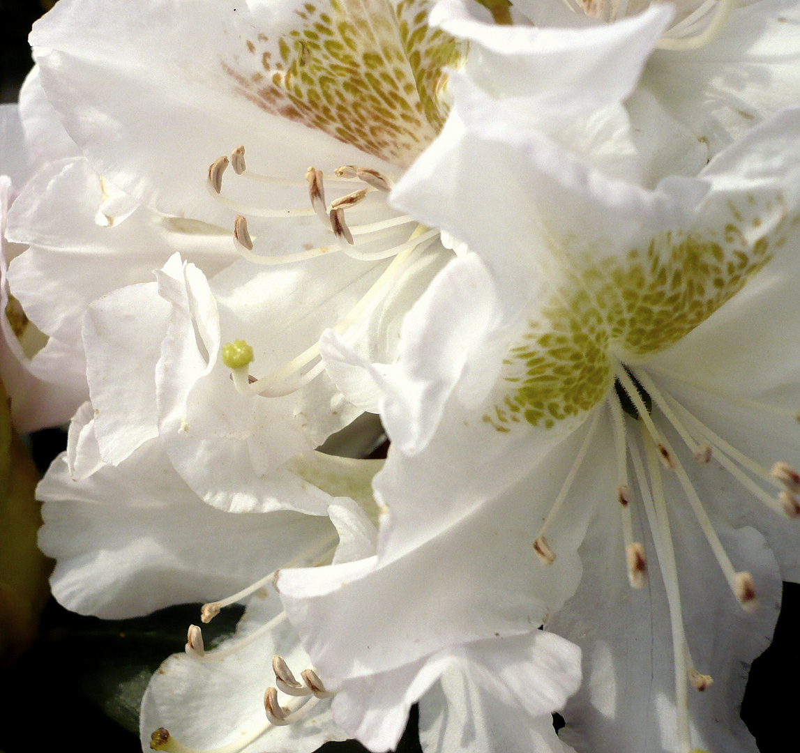 Blüte - Rhododendron