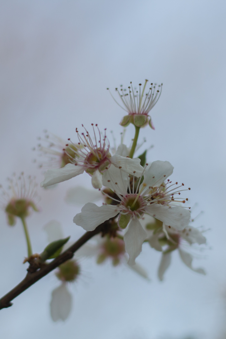 Blüte Ringloten