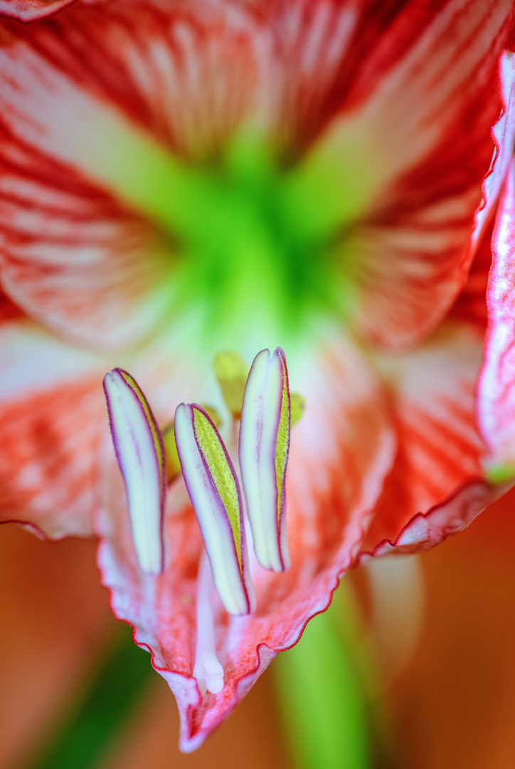 Blüte Ritterstern (Amaryllis)