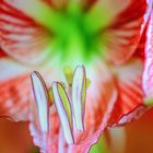 Blüte Ritterstern (Amaryllis)