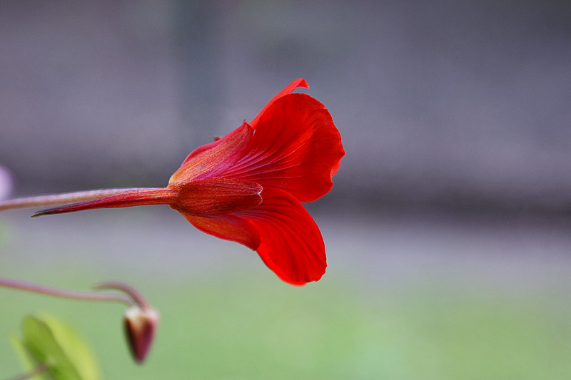 Blüte rot