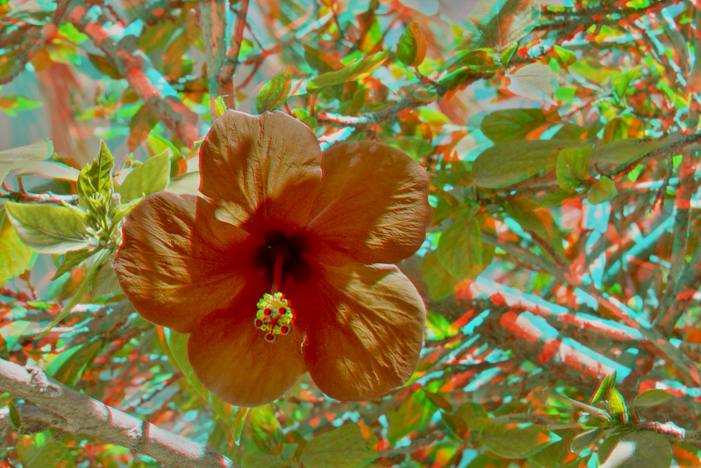 Blüte rot (3D für rot/cyan Brille)