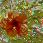 Blüte rot (3D für rot/cyan Brille)