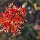 Blüte Rot-Ahorn