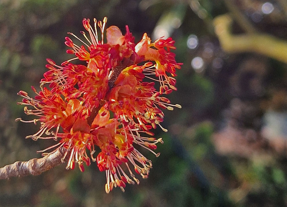 Blüte Rot-Ahorn