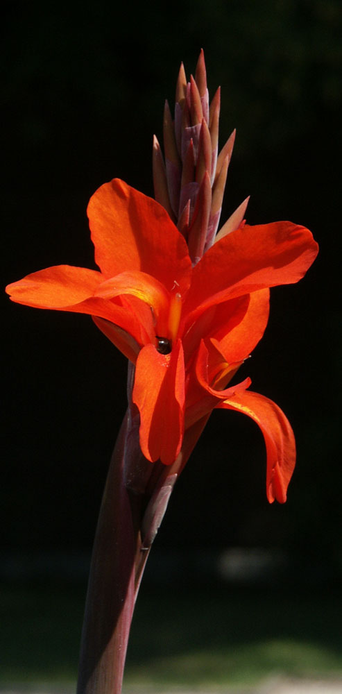 Blüte rot-Orange