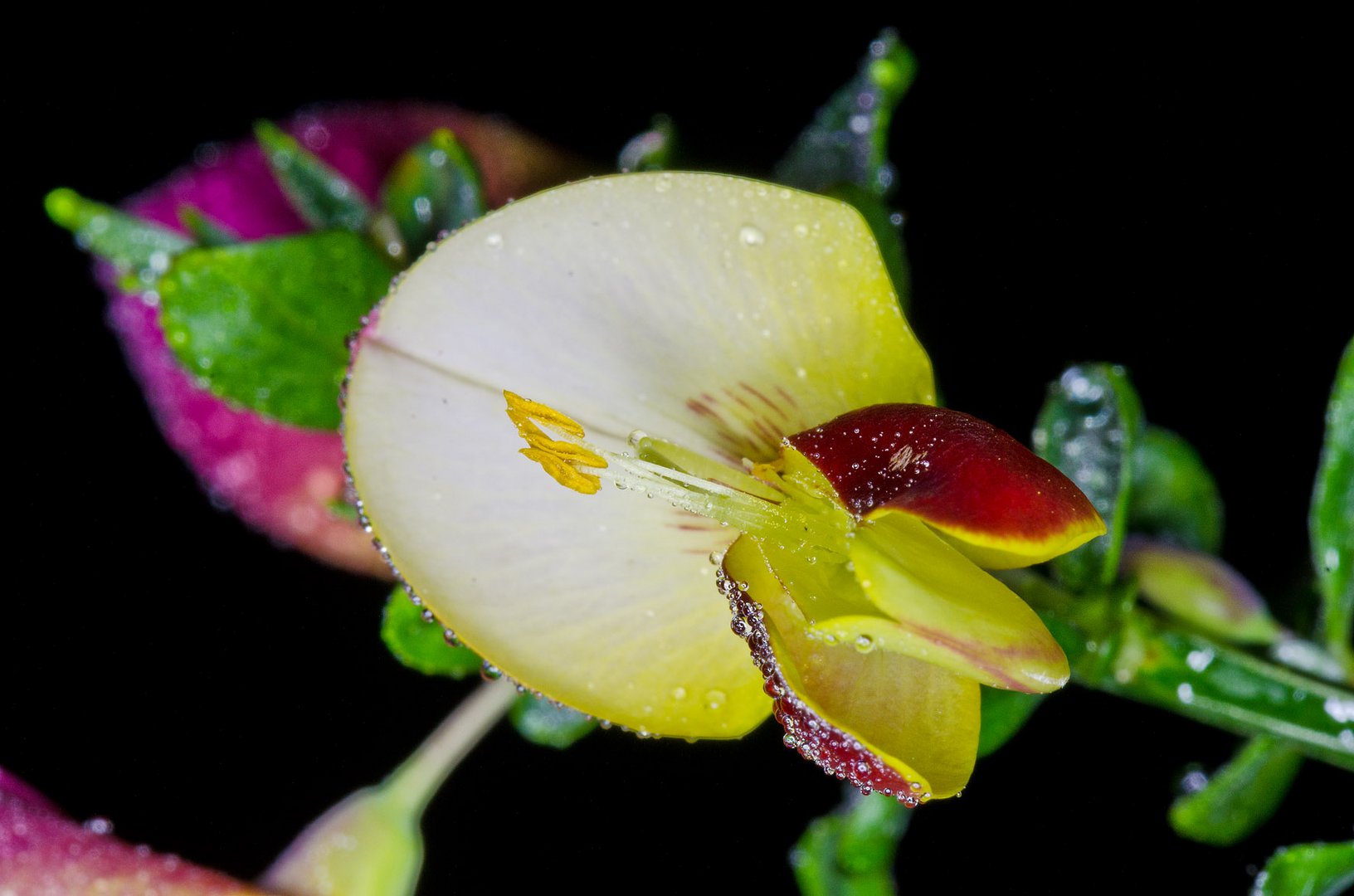 Blüte roter Ginster 2